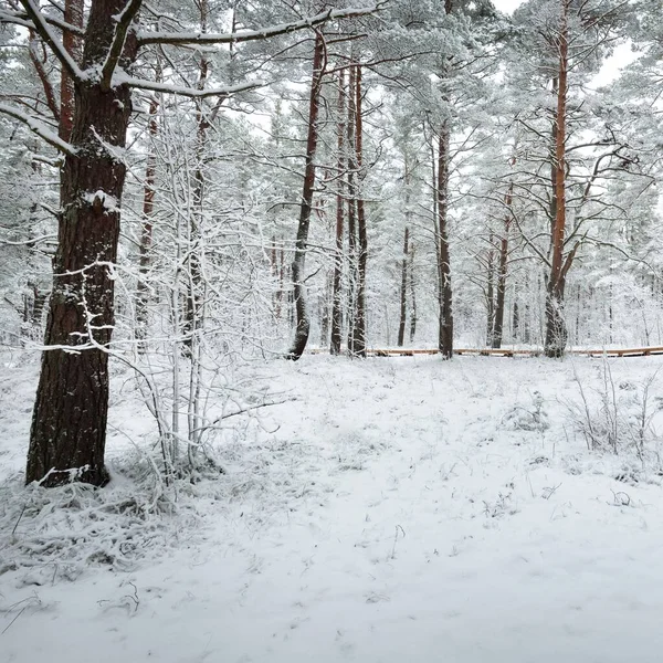 Camino Través Del Bosque Pinos Cubierto Nieve Blizzard Árboles Primer — Foto de Stock