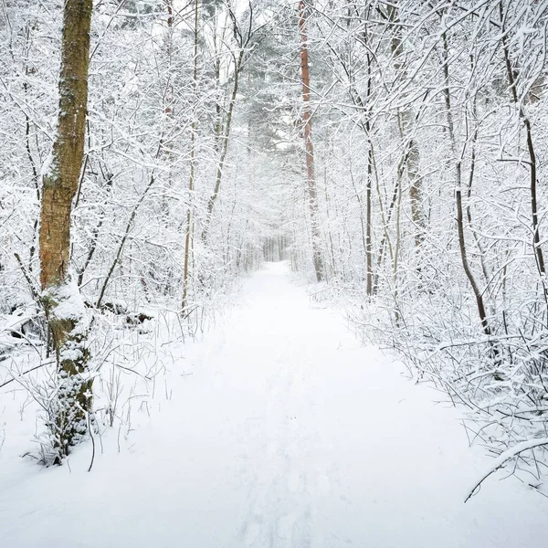 吹雪の後に雪に覆われた森林の丘を通過します 自然トンネルだ 大気の風景 冬の不思議の国 気候変動 環境保全 生態学 ヨーロッパ — ストック写真