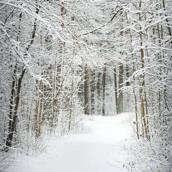 Vägen Genom Snötäckta Skogskullarna Efter Snöstorm Naturlig Tunnel Atmosfäriskt Landskap — Stockfoto