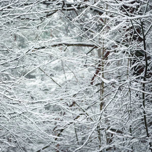 Pineta Sempreverde Innevata Blizzard Tronchi Albero Rami Ghiacciati Primo Piano — Foto Stock