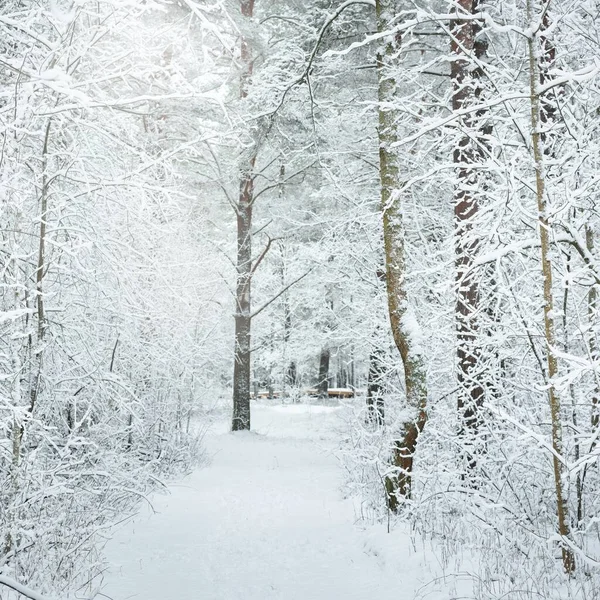 Percorso Attraverso Colline Innevate Della Foresta Dopo Una Bufera Neve — Foto Stock