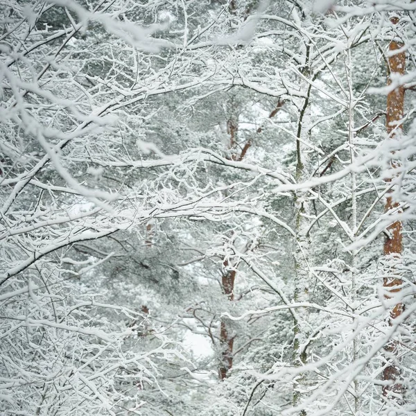 Snow Covered Evergreen Pine Forest Blizzard Tree Trunks Frosty Branches — Fotografia de Stock