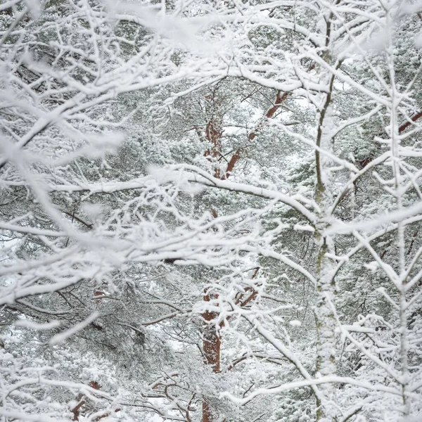 Snow Covered Evergreen Pine Forest Blizzard Tree Trunks Frosty Branches — ストック写真