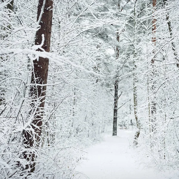 Caminho Pelas Colinas Floresta Cobertas Neve Depois Uma Nevasca Túnel — Fotografia de Stock