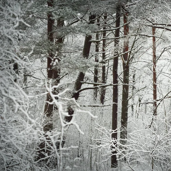 Snow Covered Evergreen Pine Forest Blizzard Tree Trunks Frosty Branches — Stock fotografie