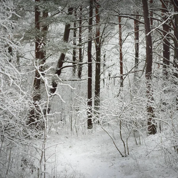 吹雪の後に雪に覆われた森林の丘を通過します 自然トンネルだ 暗い大気の風景 冬の不思議の国 気候変動 環境保全 生態学 ヨーロッパ — ストック写真