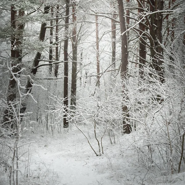 Cesta Zasněženými Lesními Kopci Sněhové Bouři Přirozený Tunel Temná Atmosférická — Stock fotografie