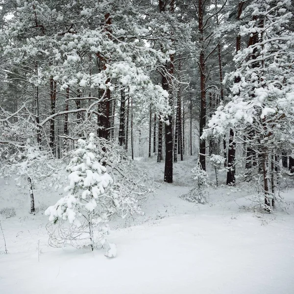 覆盖着白雪的常绿森林小山 云杉树的特写 从一个路径来看 大气景观 冬天的仙境气候变化 自然和环境保护 — 图库照片