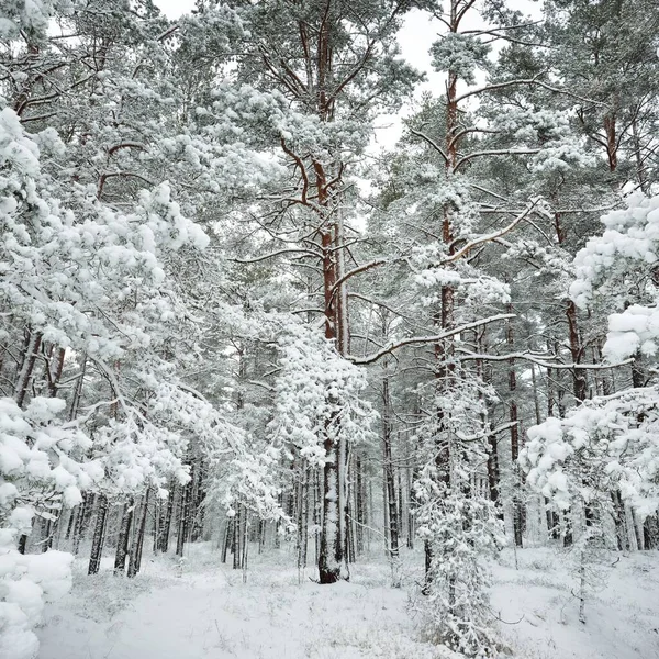 Colinas Bosque Siempreverdes Cubiertas Nieve Blizzard Pino Abetos Cerca Vista — Foto de Stock