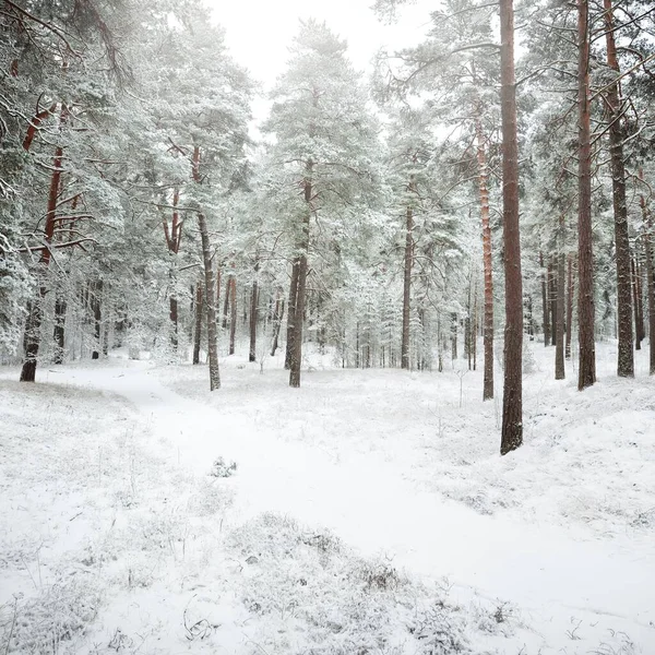Snow Covered Evergreen Forest Hills Blizzard Pine Spruce Trees Close — Stock Photo, Image