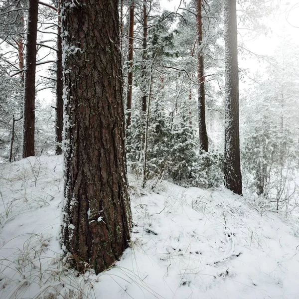 눈덮인 상록수 블리자드 소나무 가문비나무 가까이에 길에서 바라보라 겨울의 — 스톡 사진