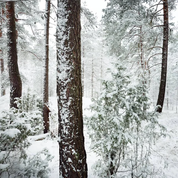 Karla kaplı Evergreen orman tepeleri. Kar fırtınası. Çam, çam ağaçları, yakın plan. Bir patikadan bak. Atmosferik manzara. Kış Harikalar Diyarı. İklim değişikliği, doğal, çevresel koruma. Avrupa