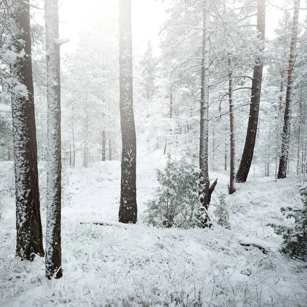 Met Sneeuw Bedekte Altijd Groene Bosheuvels Een Sneeuwstorm Dennen Sparren — Stockfoto