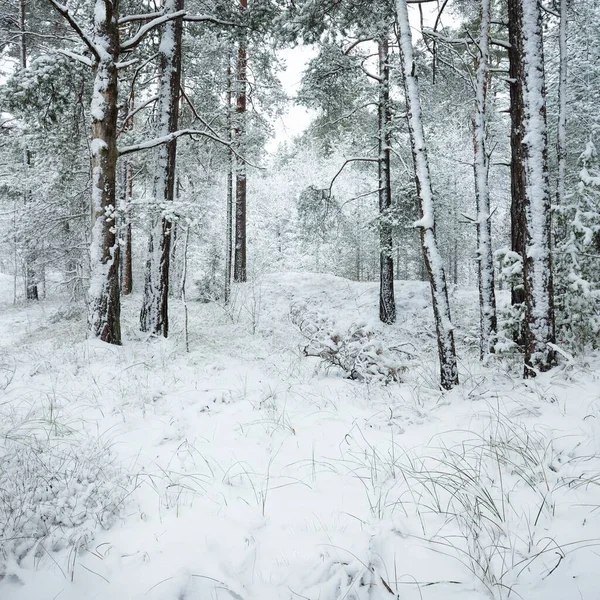 Colinas Bosque Siempreverdes Cubiertas Nieve Blizzard Pino Abetos Cerca Vista — Foto de Stock