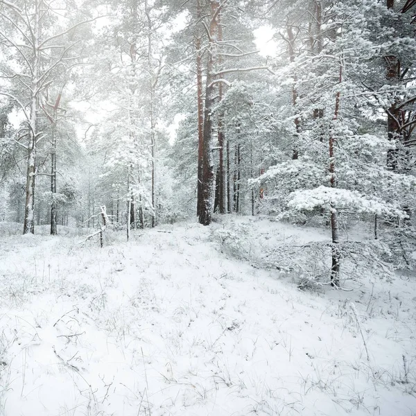 雪に覆われた常緑の森林の丘 ブリザード トウヒの木を閉じる 経路からの眺め 大気の風景 冬の不思議の国 気候変動 環境保全 ヨーロッパ — ストック写真