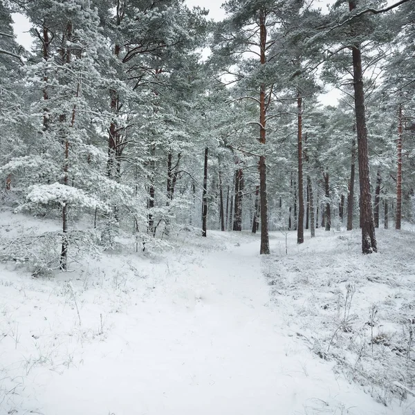 Hutan Perbukitan Bersalju Blizzard Pine Pohon Cemara Close Lihat Dari — Stok Foto