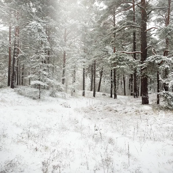 Colinas Bosque Siempreverdes Cubiertas Nieve Blizzard Pino Abetos Cerca Vista — Foto de Stock