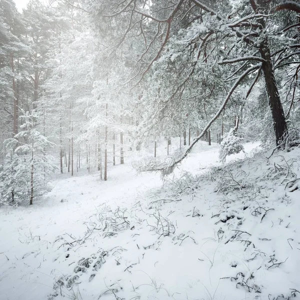 Met Sneeuw Bedekte Altijd Groene Bosheuvels Een Sneeuwstorm Dennen Sparren — Stockfoto