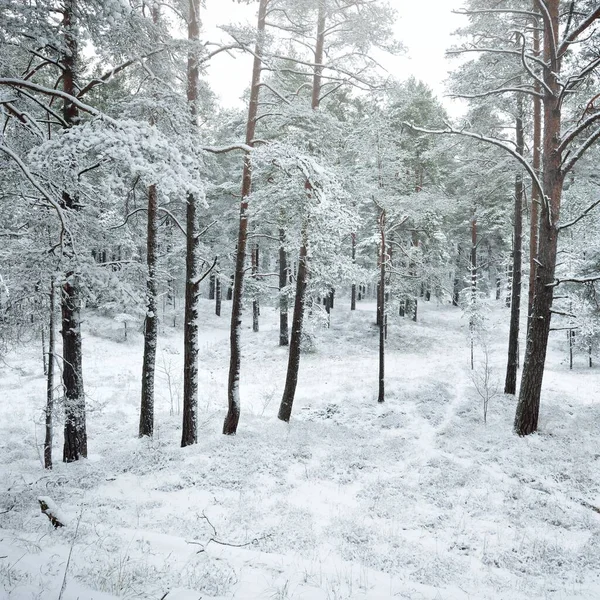 Snow Covered Evergreen Forest Hills Blizzard Pine Spruce Trees Close — Stock Photo, Image