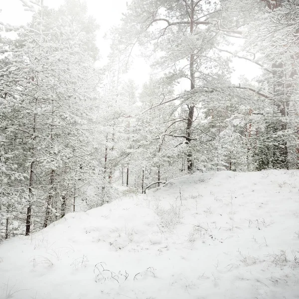 Collines Forêt Sempervirentes Couvertes Neige Blizzard Gros Plan Sur Les — Photo