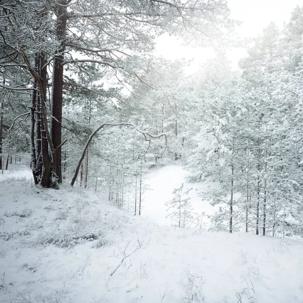 Sněhem Pokryté Věčně Zelené Lesní Kopce Blizzard Borovice Smrkové Stromy — Stock fotografie