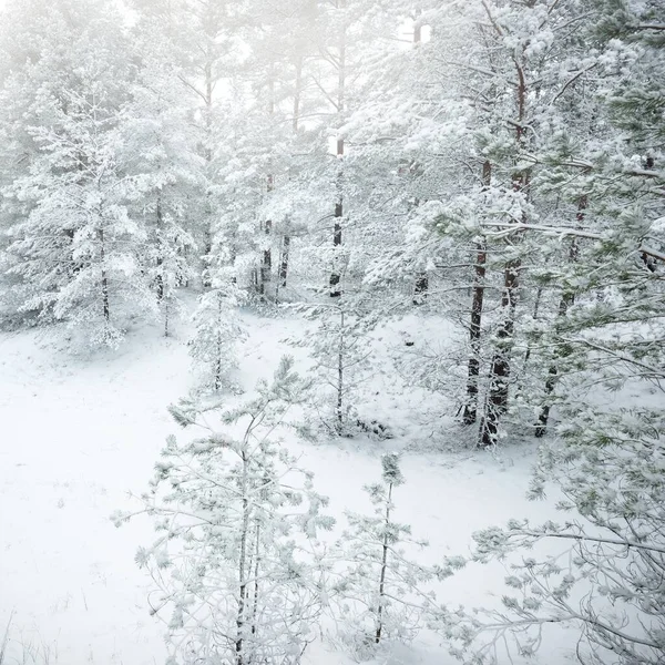 Met Sneeuw Bedekte Altijd Groene Bosheuvels Een Sneeuwstorm Dennen Sparren — Stockfoto