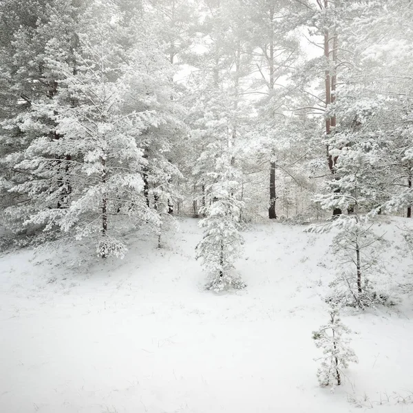 Schneebedeckte Immergrüne Waldhügel Blizzard Kiefern Fichten Aus Nächster Nähe Blick — Stockfoto