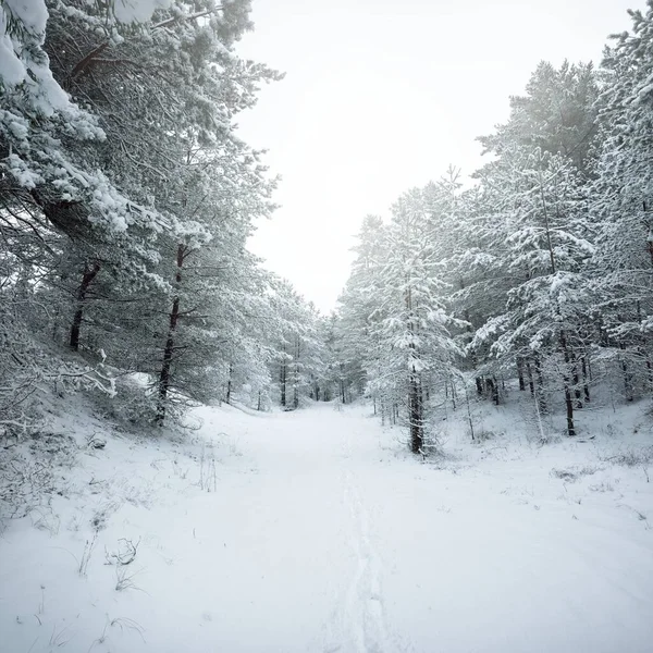 雪に覆われた常緑の森林の丘 ブリザード トウヒの木を閉じる 経路からの眺め 大気の風景 冬の不思議の国 気候変動 環境保全 ヨーロッパ — ストック写真