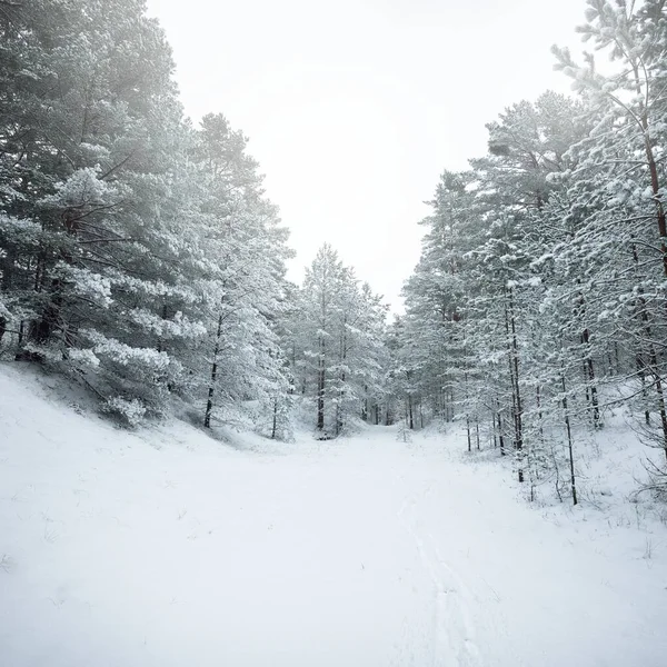 雪に覆われた常緑の森林の丘 ブリザード トウヒの木を閉じる 経路からの眺め 大気の風景 冬の不思議の国 気候変動 環境保全 ヨーロッパ — ストック写真