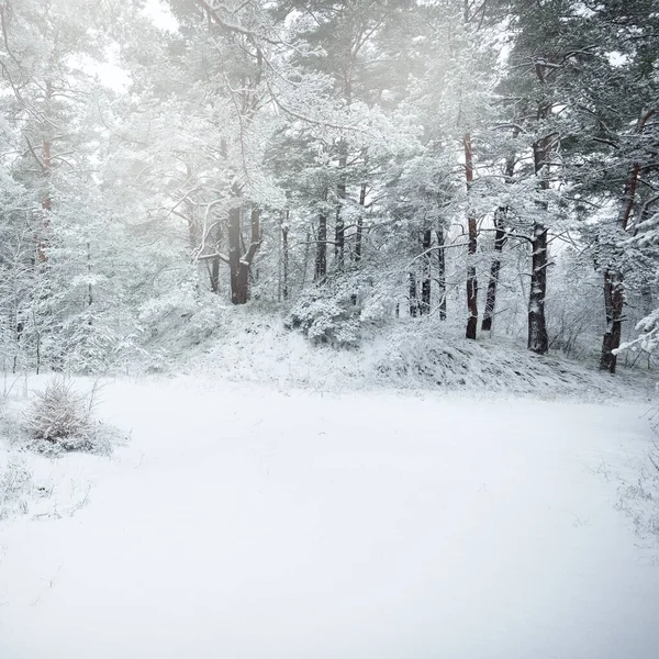 Colinas Bosque Siempreverdes Cubiertas Nieve Blizzard Pino Abetos Cerca Vista — Foto de Stock