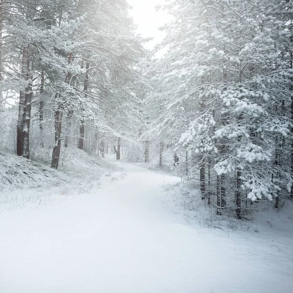 눈덮인 상록수 블리자드 소나무 가문비나무 가까이에 길에서 바라보라 겨울의 — 스톡 사진