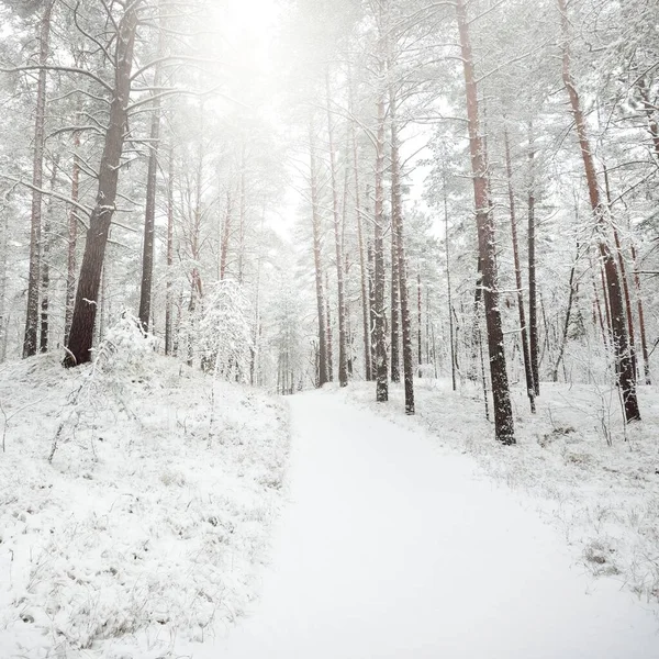 Karla kaplı Evergreen orman tepeleri. Kar fırtınası. Çam, çam ağaçları, yakın plan. Bir patikadan bak. Atmosferik manzara. Kış Harikalar Diyarı. İklim değişikliği, doğal, çevresel koruma. Avrupa
