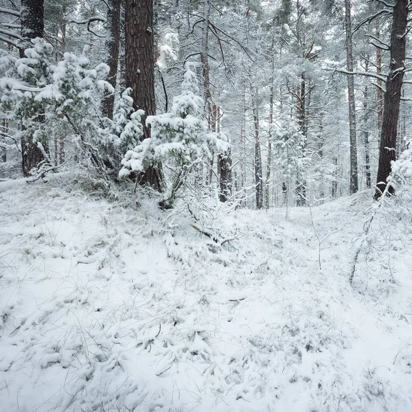 Karla kaplı Evergreen orman tepeleri. Kar fırtınası. Çam, çam ağaçları, yakın plan. Bir patikadan bak. Atmosferik manzara. Kış Harikalar Diyarı. İklim değişikliği, doğal, çevresel koruma. Avrupa