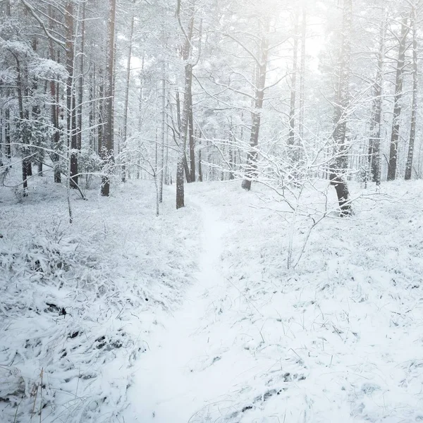 Snow Covered Evergreen Forest Hills Blizzard Pine Spruce Trees Close — Stock Photo, Image