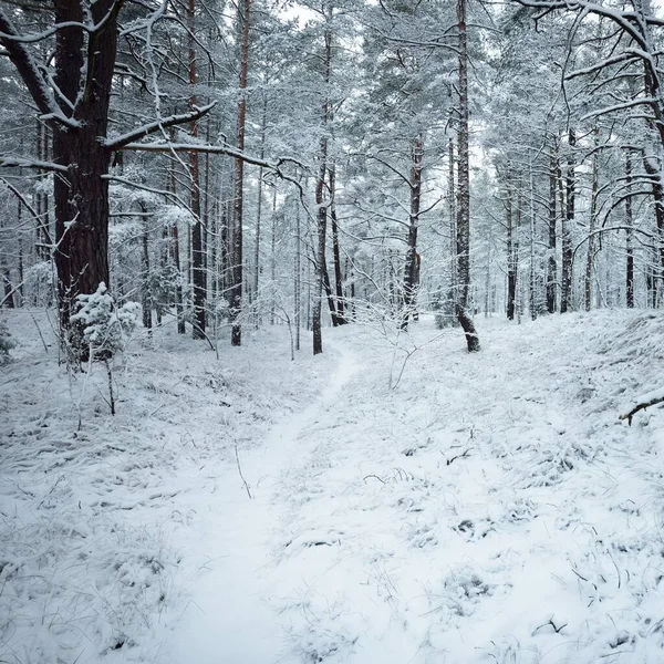 Karla kaplı Evergreen orman tepeleri. Kar fırtınası. Çam, çam ağaçları, yakın plan. Bir patikadan bak. Atmosferik manzara. Kış Harikalar Diyarı. İklim değişikliği, doğal, çevresel koruma. Avrupa