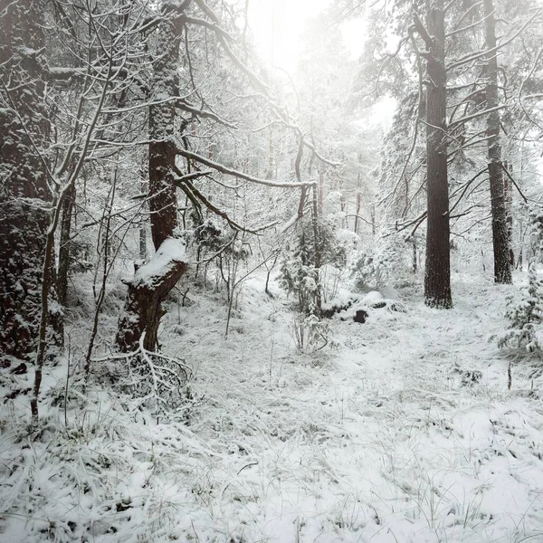 Karla kaplı Evergreen orman tepeleri. Kar fırtınası. Çam, çam ağaçları, yakın plan. Bir patikadan bak. Atmosferik manzara. Kış Harikalar Diyarı. İklim değişikliği, doğal, çevresel koruma. Avrupa
