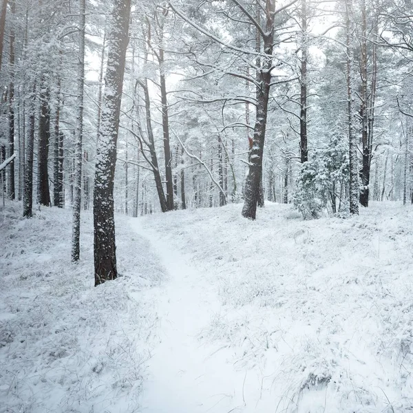 Snow-covered evergreen forest hills. Blizzard. Pine, spruce trees close-up. View from a pathway. Atmospheric landscape. Winter wonderland. Climate change, natural, environmental conservation. Europe