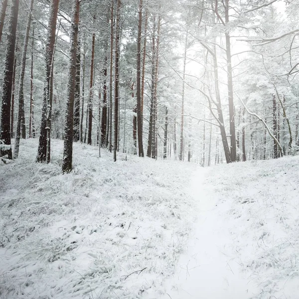 Karla kaplı Evergreen orman tepeleri. Kar fırtınası. Çam, çam ağaçları, yakın plan. Bir patikadan bak. Atmosferik manzara. Kış Harikalar Diyarı. İklim değişikliği, doğal, çevresel koruma. Avrupa