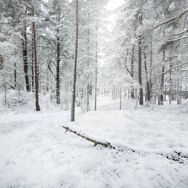 Colinas Bosque Siempreverdes Cubiertas Nieve Blizzard Pino Abetos Cerca Vista — Foto de Stock