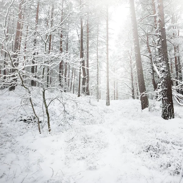 Met Sneeuw Bedekte Altijd Groene Bosheuvels Een Sneeuwstorm Dennen Sparren — Stockfoto