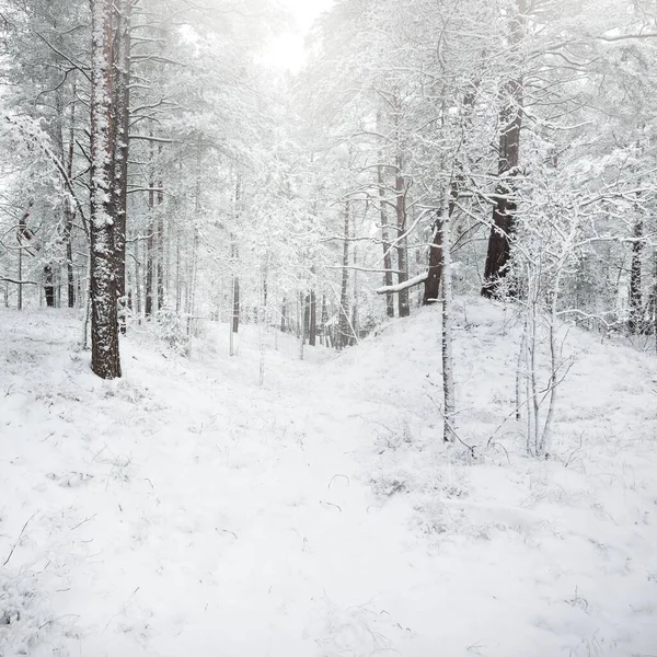 Snow Covered Evergreen Forest Hills Blizzard Pine Spruce Trees Close — Stock Photo, Image