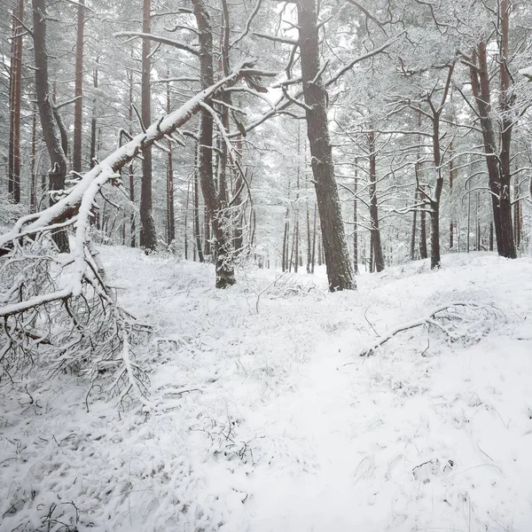 Sněhem Pokryté Věčně Zelené Lesní Kopce Blizzard Borovice Smrkové Stromy — Stock fotografie