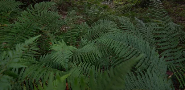 Vista Deslumbrante Floresta Tropical Escocesa Árvores Poderosas Musgo Plantas Samambaia — Fotografia de Stock