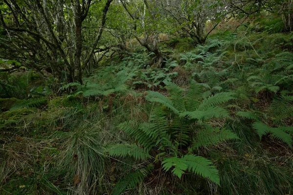 İskoç yağmur ormanlarının nefes kesici manzarası. Güçlü ağaçlar, yosunlar, bitkiler, eğrelti otları. Crinan Kanalı, İskoçya, İngiltere. Karanlık atmosferik manzara. Saf doğa, seyahat yerleri, yürüyüş, eko-turizm.