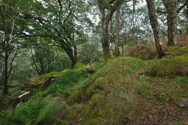 Εκπληκτική Θέα Του Τροπικού Δάσους Της Σκωτίας Δυνατά Δέντρα Βρύα — Φωτογραφία Αρχείου