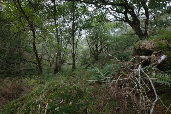 Breathtaking View Scottish Rainforest Mighty Trees Moss Plants Fern Crinan — Stock Photo, Image