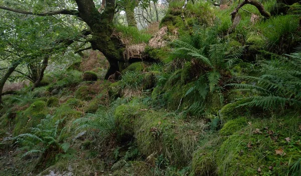 Breathtaking View Scottish Rainforest Mighty Trees Moss Plants Fern Crinan — Foto de Stock