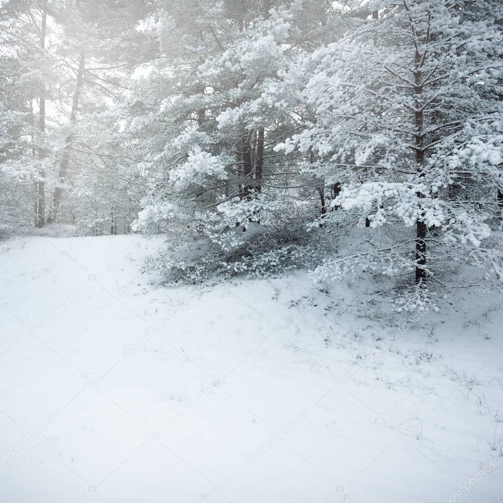 Snow-covered evergreen forest hills. Blizzard. Pine, spruce trees close-up. View from a pathway. Atmospheric landscape. Winter wonderland. Climate change, natural, environmental conservation. Europe