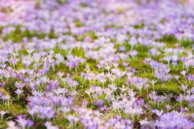 Mor çiçek açan çiçeklere yakın çekim. Park et. Avrupa. Baharın başında. Barışın sembolü, neşe, saflık, Paskalya. Peyzaj, bahçıvanlık, eko-turizm, çevre. Sanat, makrofotoğrafçılık, bokeh, arkaplan