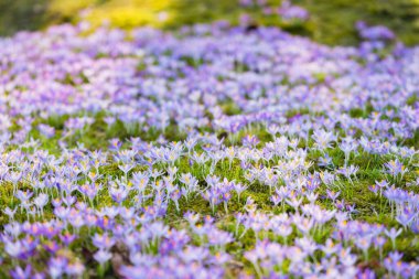 Close-up of blooming purple crocus flowers. Park. Europe. Early spring. Symbol of peace, joy, purity, Easter. Landscaping, gardening, ecotourism, environment. Art, macrophotography, bokeh, background clipart